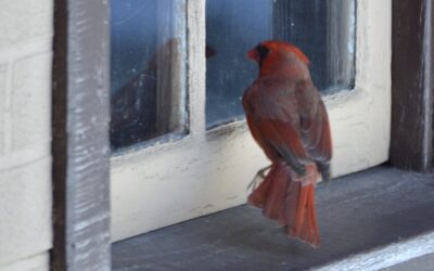 What’s the meaning of Red Cardinal at window? Is it good fortune?